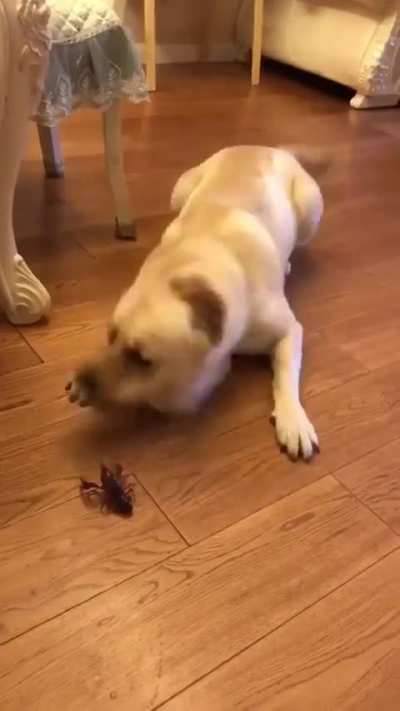 HMK while I intimidate this...THING 😡😆