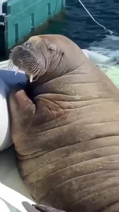 Continuation, and now we are sunbathing😇