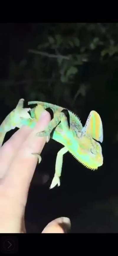 Florida man goes yoink💀