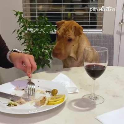 Look at the way how politely the dog asks for food!!