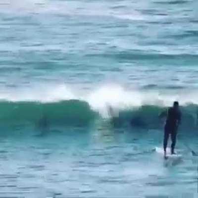 when you try to paddlesurf but then..