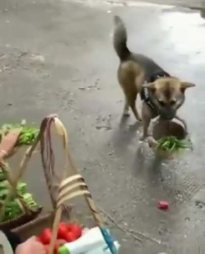 Doggo goes shopping for his Hooman
