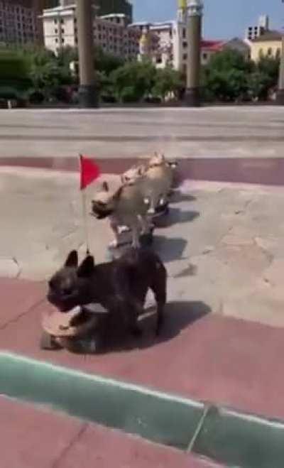 Skateboarding train run by a pug