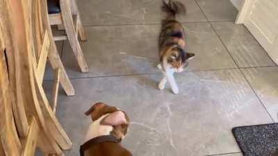 Kitten letting him know who’s in charge. (It’s his toy)