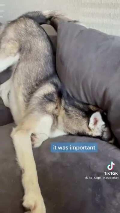 Throws tantrum - forgets why - buries into couch