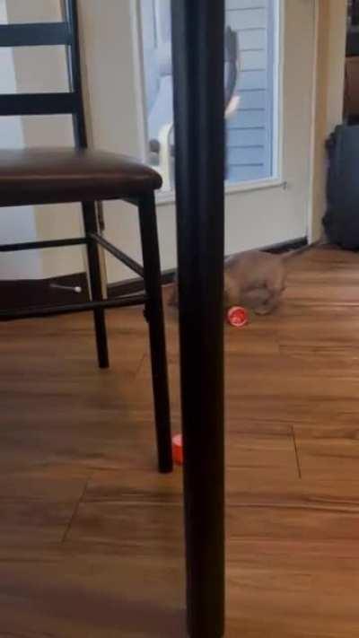 Safe to say he likes toys! 10 week old Lenny.