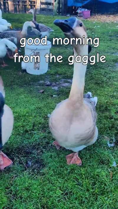 Good morning from the gaggle