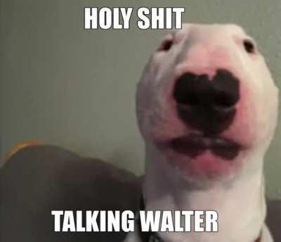 what de dog doin 🤨🤨🤨