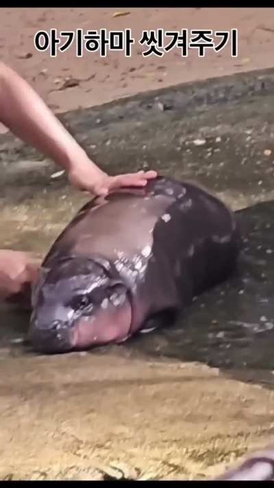 Benz kneading the moo dough into a chunky loaf 🍞💦👀