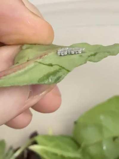 A strange sight on the underside of a spinach leaf