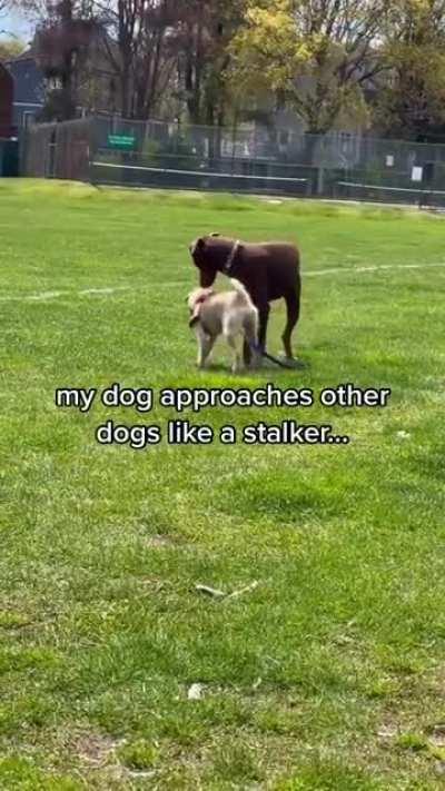 stalker dog