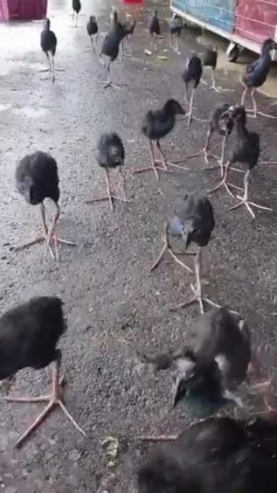 ANOTHER INFESTATION!!!!!