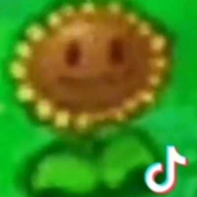 As outras plantas defendendo carinha enquanto isso o girassol: