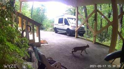 Bobcat, Western North Carolina