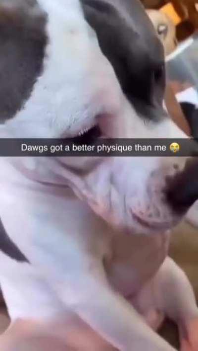 Just look at the dog's abs bruh he definitely hits gym secretly when his owner asleep