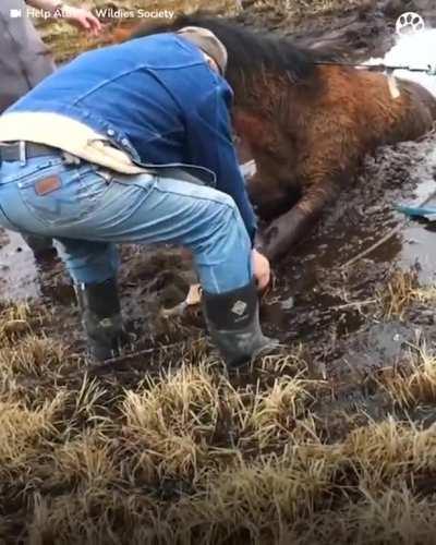 Group Of Hikers Free A Wild Horse