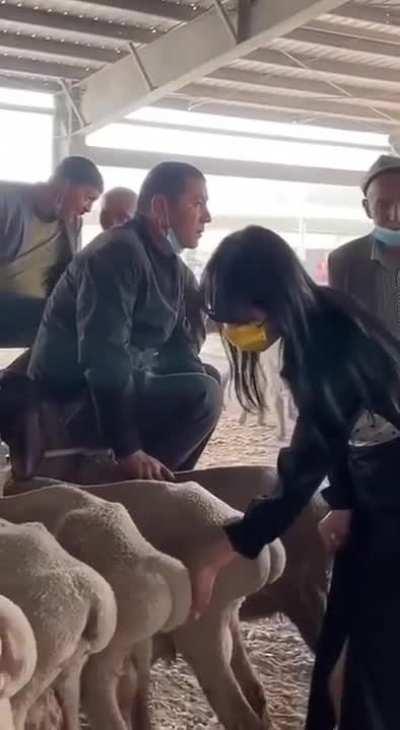 What kind of sheeps are these