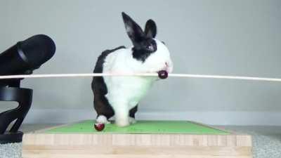 [Meme] Absolutely nothing happens to a normal rabbit eating normal food.