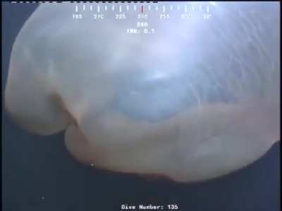 Has anyone seen anything like this before?