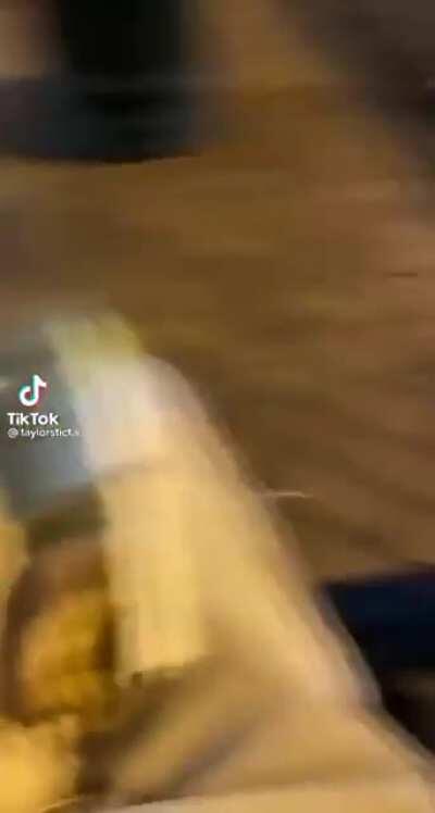 Seagull joins the song on a drunk night out [Loud]