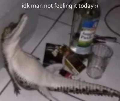 Blursed_ alligator 😩