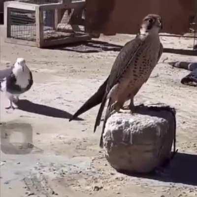 Don’t know if this has been posted here but this guy is giving it his best go!