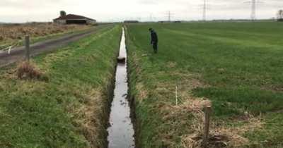 Invest in stupid sheep