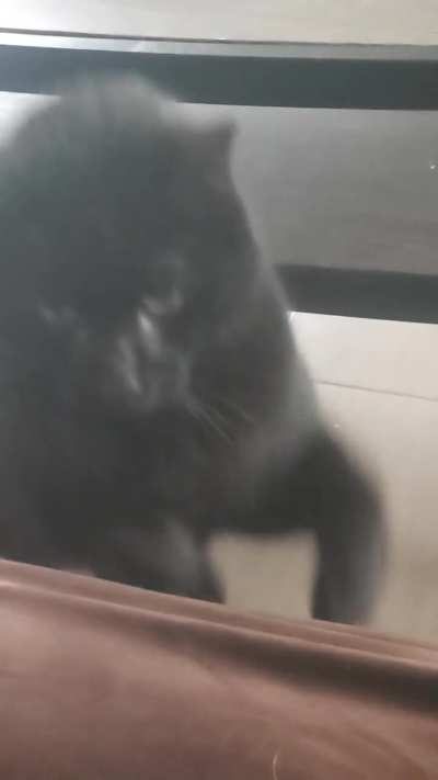 We have a few farm cats at the Airbnb I'm at and this fella wandered in and yelled at me