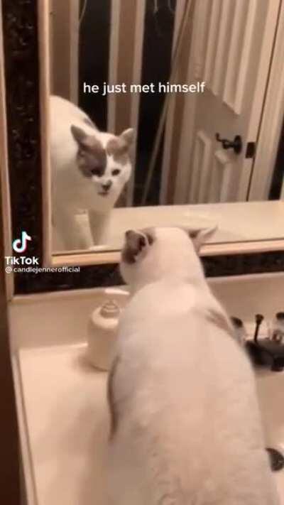 found this gem on tiktok!