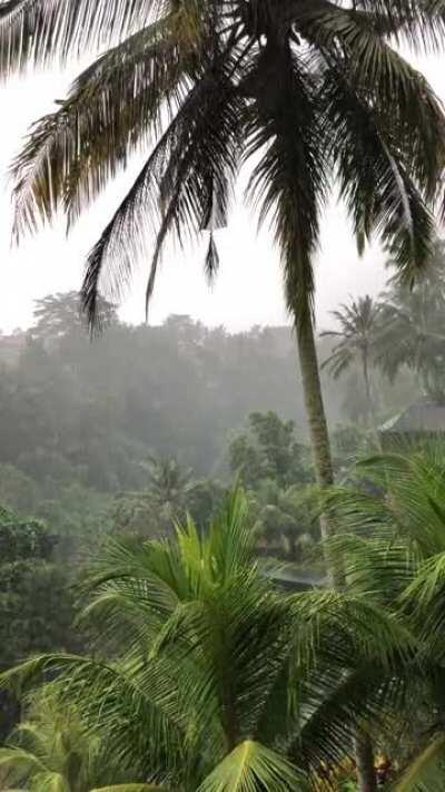 Monsoon rain in the jungle. Ubud / Bali