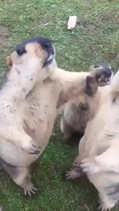 Get away, this is mine! No, you step away!