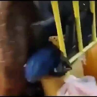 Elephant decides to rob a bus on the highway