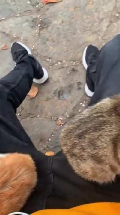 Cats are instantly your Bros if you sit on a bench in Turkey.