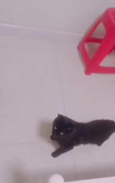 Did you see that hooman?