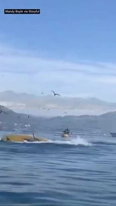WCGW getting close to whales.