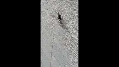 Spider jump jump jump