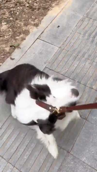 Difference between border collie and husky