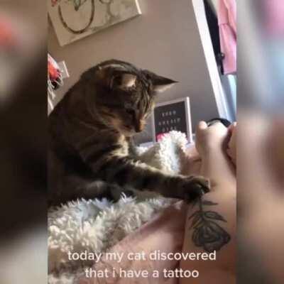 Omg!! Lovely kitten 😻