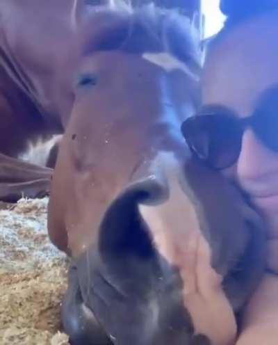 For my cakeday I would like to show you this horse doing a micro neigh. Pls enjoy.