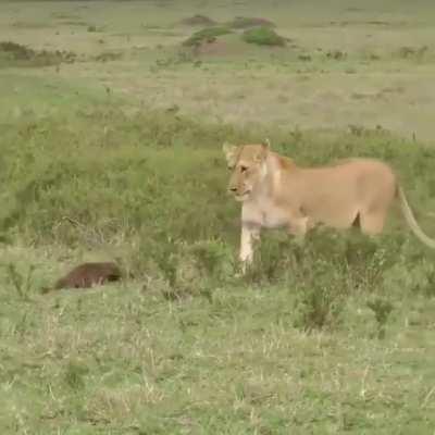 🔥 Territorial mongoose not afraid of a lion pride 🔥