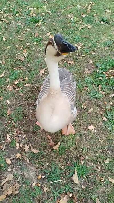 What is this behavior in my goose?