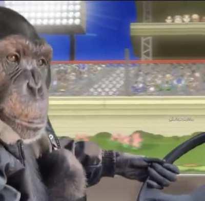 Banda ayúdenme creo que acabo de desarrollar una adiccion a los monos