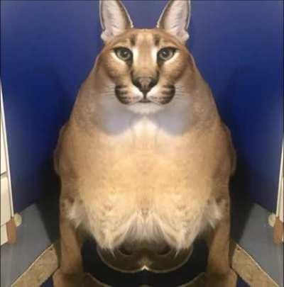 floppa looks pretty funny ngl