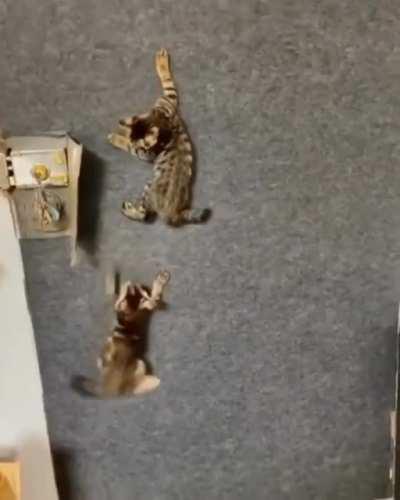 Spider cat training school