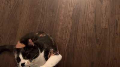 I’ve been told there may be a geebles infestation in my couch. What do you guys think??