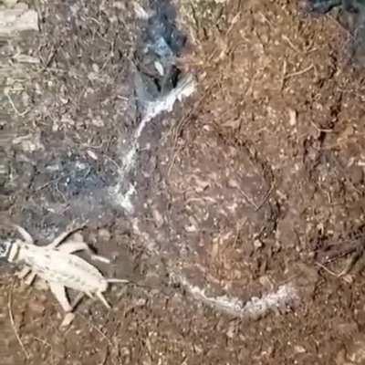 Just strolling around the woods...