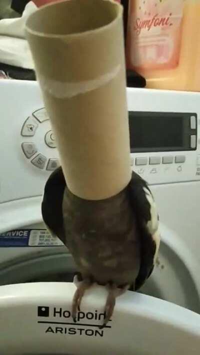 Ain't no party like a toilet paper tube party