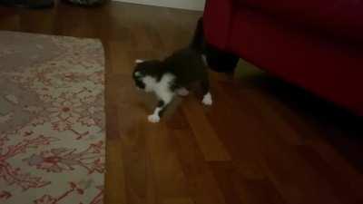 Little criminals bottle brush defenses malfunctioning.