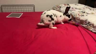 Prey animals don’t usually chase after things. Is Spoon a predator?!?