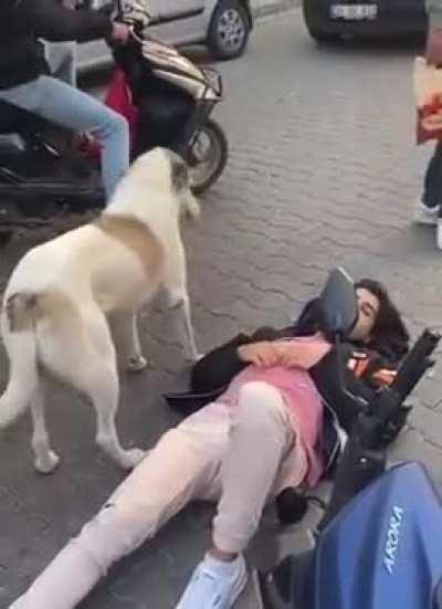 A stray dog does not leave the head of a young man who had a motorcycle accident until the ambulance arrives..